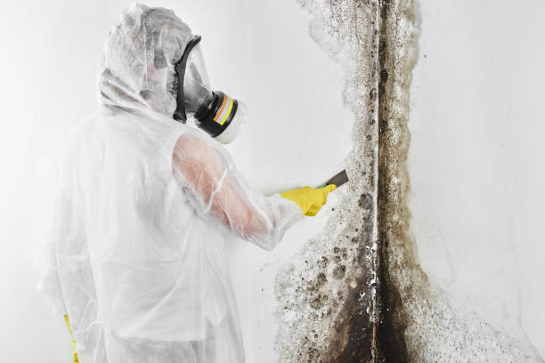 Best Certified Mold Removal  in North New Hyde Park, NY