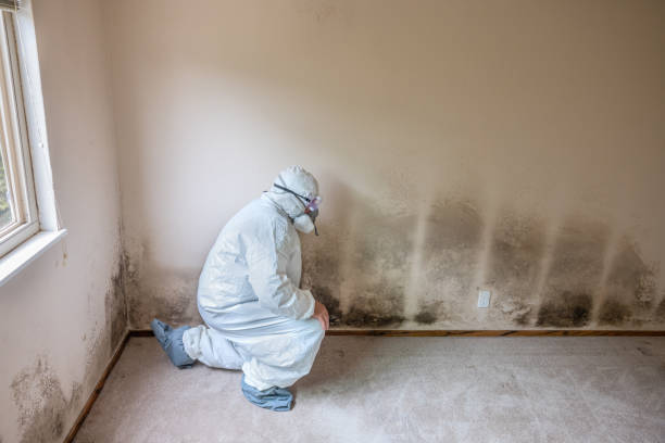 North New Hyde Park, NY Mold Removal Company