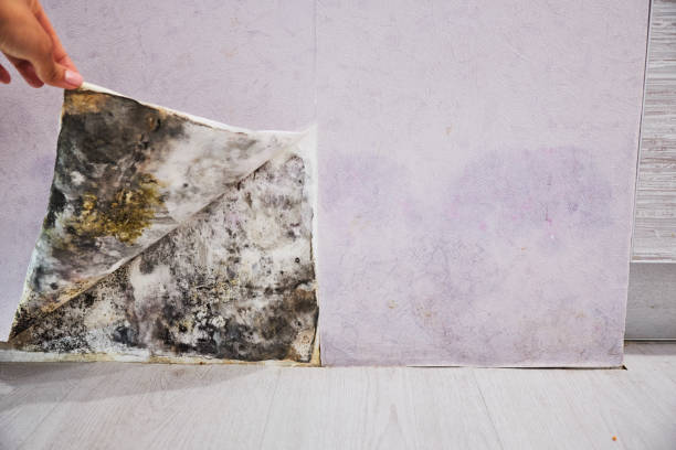 Trusted North New Hyde Park, NY Mold Removal Experts